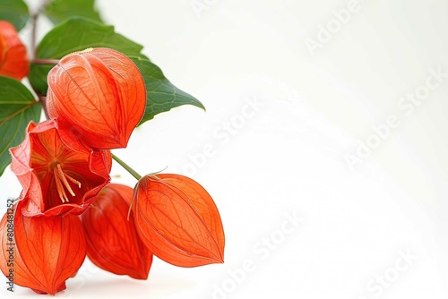 Chinese Lantern Plant, exotic flower with text space isolated on white photo