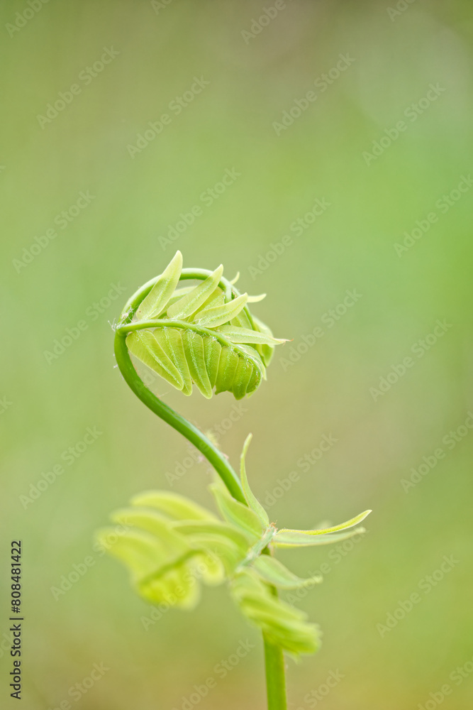 Obraz premium ゼンマイの若葉