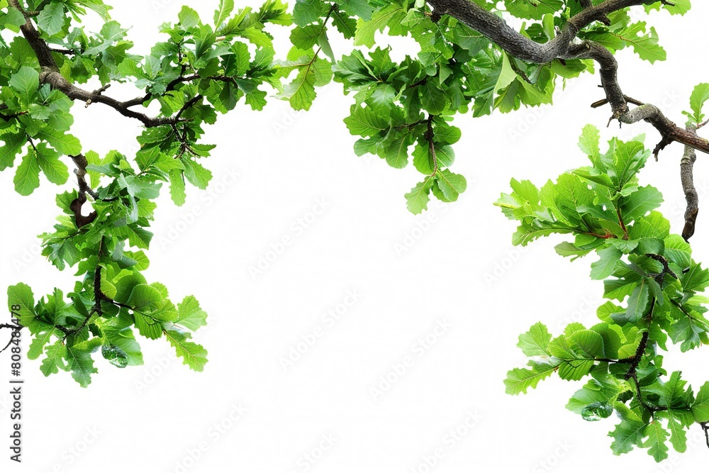Oak, plant with text space isolated on white Oak, plant with text space isolated on white