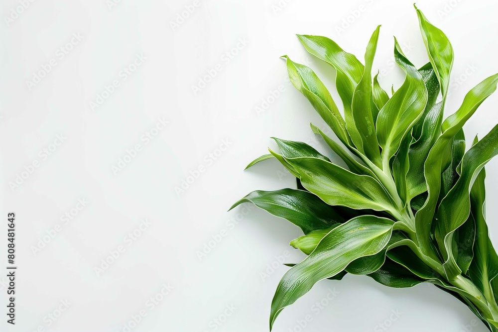 Fototapeta premium Staghorn Fern, plant with text space isolated on white