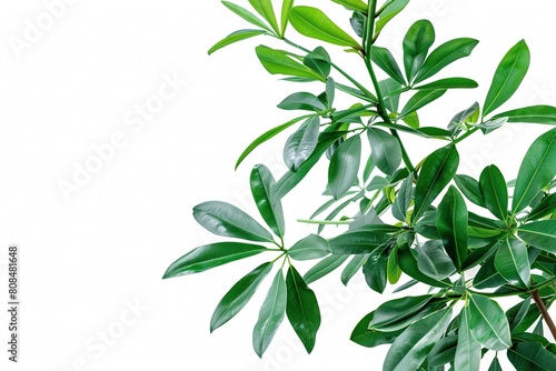 Schefflera  plant with text space isolated on white