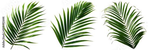 Coconut leaves or Coconut fronds, Green plam leaves, Tropical foliage isolated on white background with clipping path photo