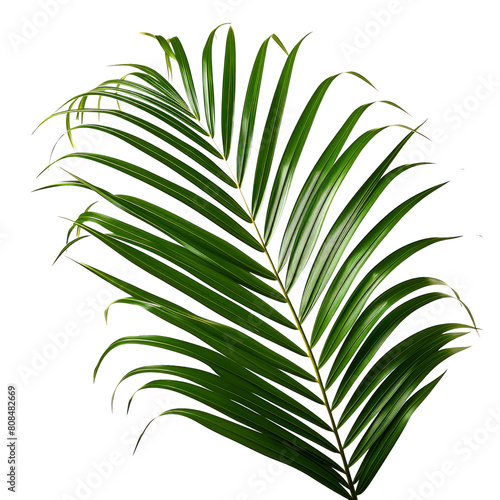 Coconut leaves or Coconut fronds  Green plam leaves  Tropical foliage isolated on white background with clipping path