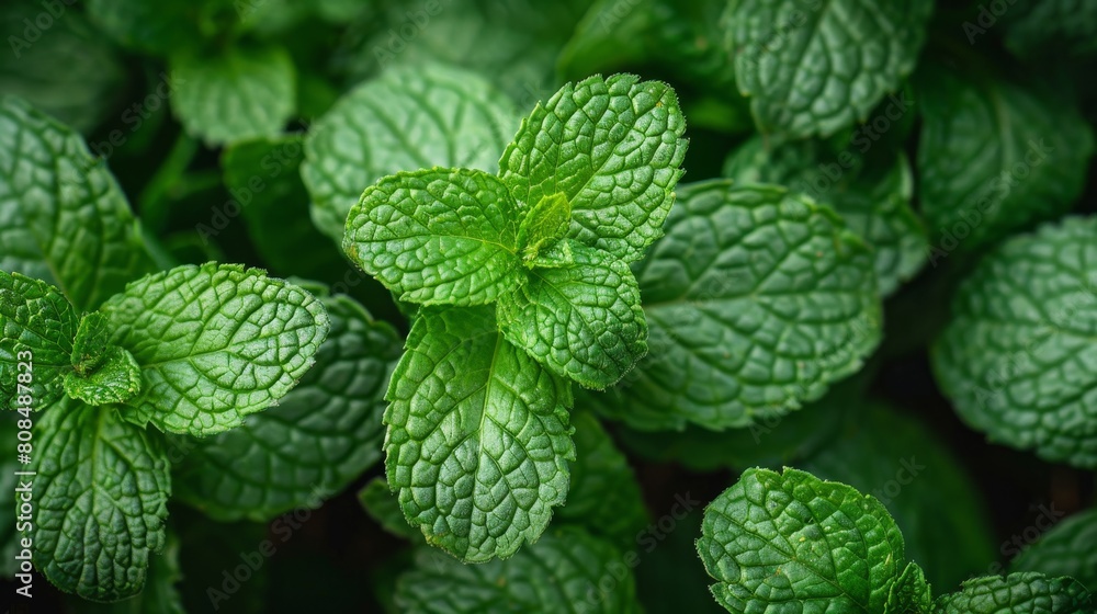 Macro view of fresh mint leaves, capturing the detailed veins and vibrant green color Macro view of fresh mint leaves, capturing the detailed veins and vibrant green color