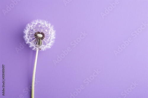 dandelion on purple background  flower for wallpaper
