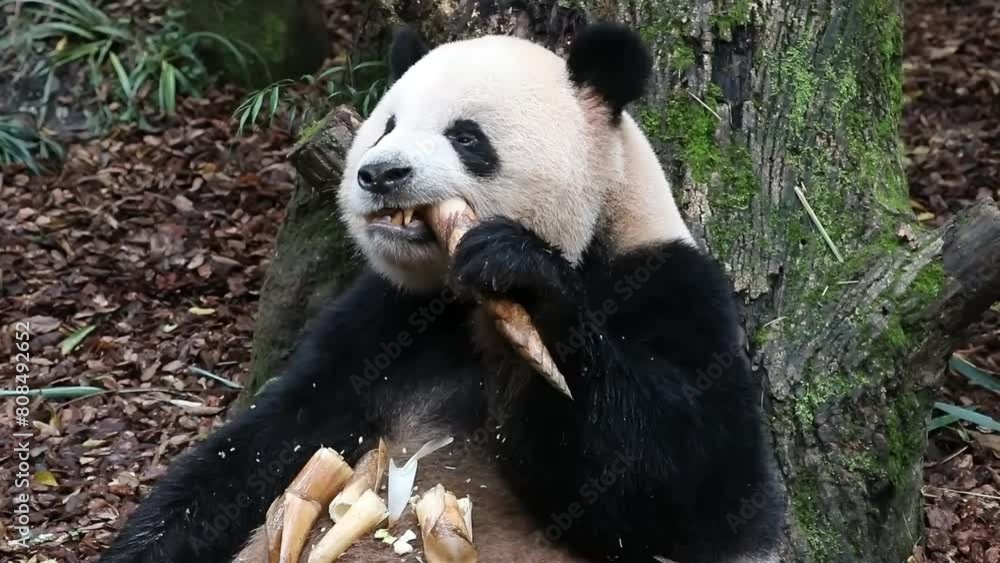 Happy Panda, Ao Liao aka Oreo, China Happy Panda, Ao Liao aka Oreo, China