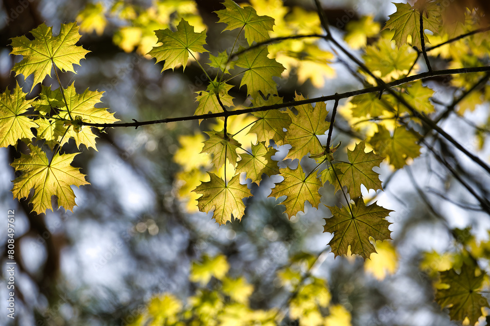 Maple leaves accentuated by the light shining through Maple leaves accentuated by the light shining through
