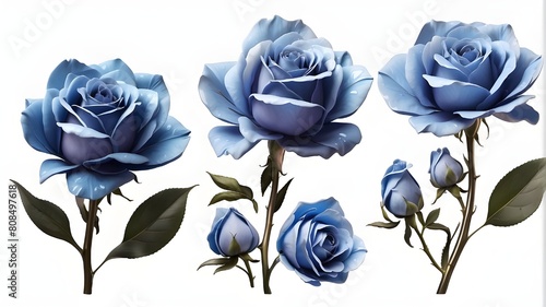 An image of a blue-petalled rose from both the top and side. Transparent PNG background that is isolated. different perspectives. The fantasy blossomed. present for Valentine's Day. Mother's Day festi