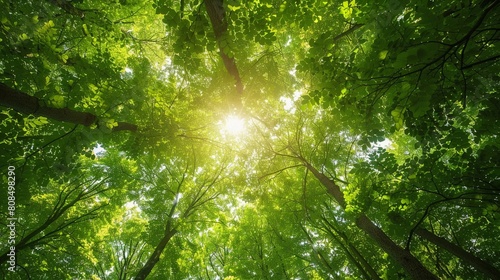 Lush green forest canopy viewed from above sunlight filtering through leaves