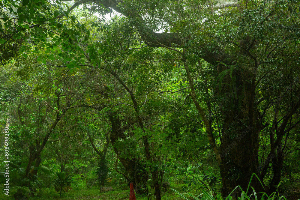 Obraz premium 奄美自然観察の森