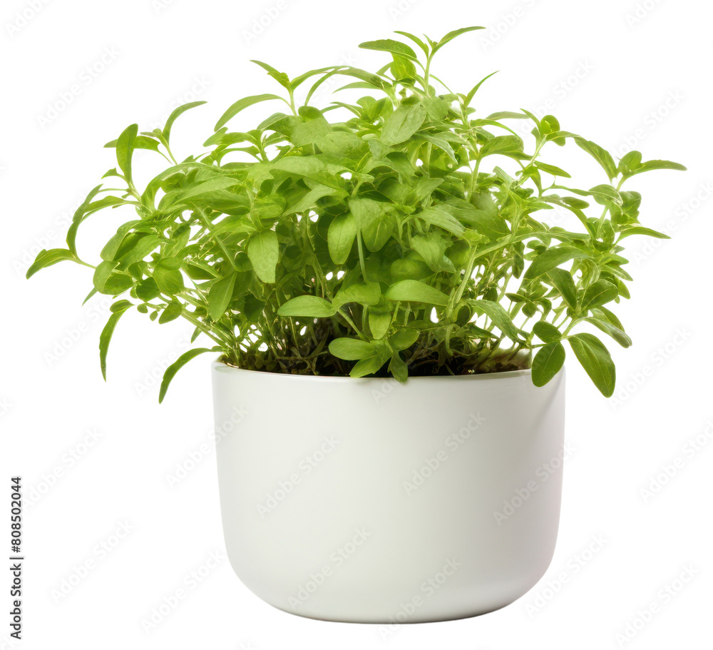 PNG Potted green herbs plant leaf white background. PNG Potted green herbs plant leaf white background.