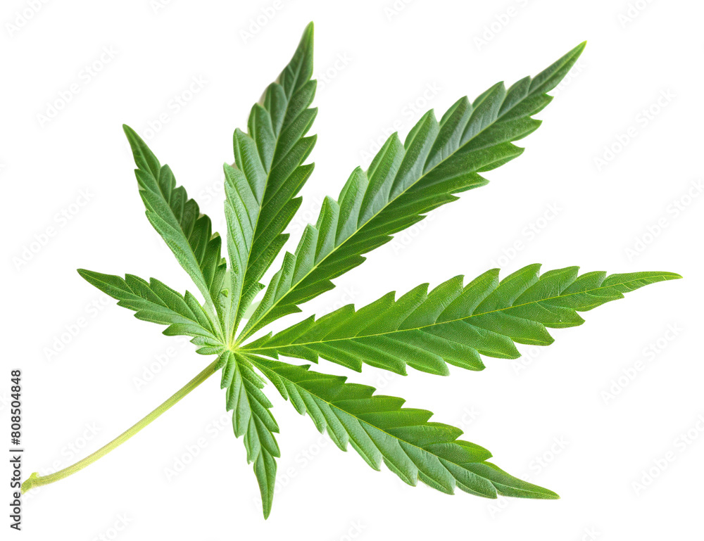 PNG Cannabis leaf plant herbs white background. PNG Cannabis leaf plant herbs white background.