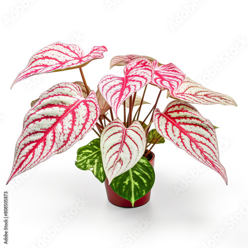 White foliage with red speckles fancy leaf Caladium tropical foliage houseplan on white background photo