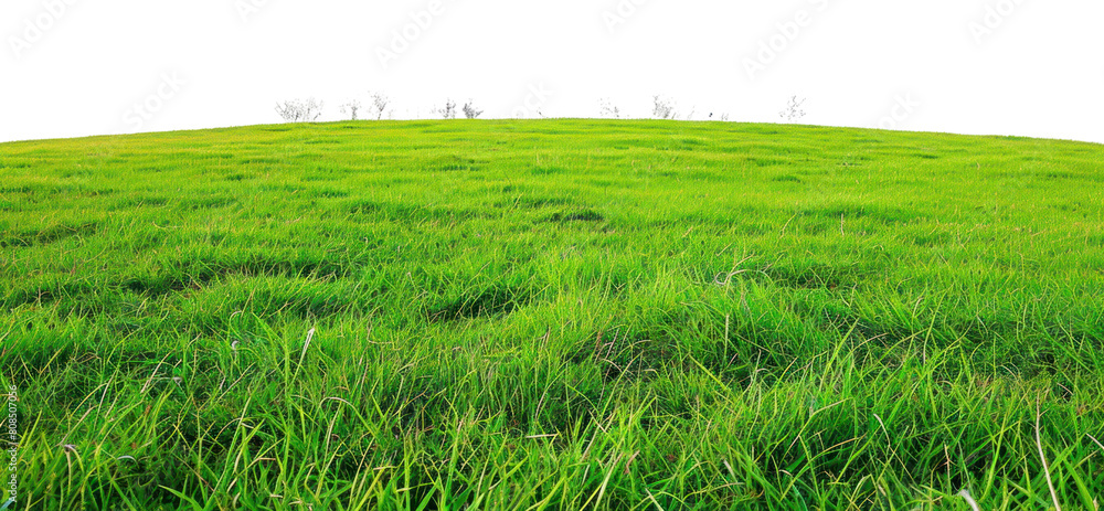 Fototapeta premium PNG Field backgrounds grassland outdoors.