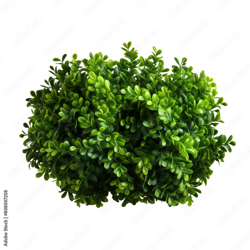 Obraz premium A topiary bush isolated on transparent background.