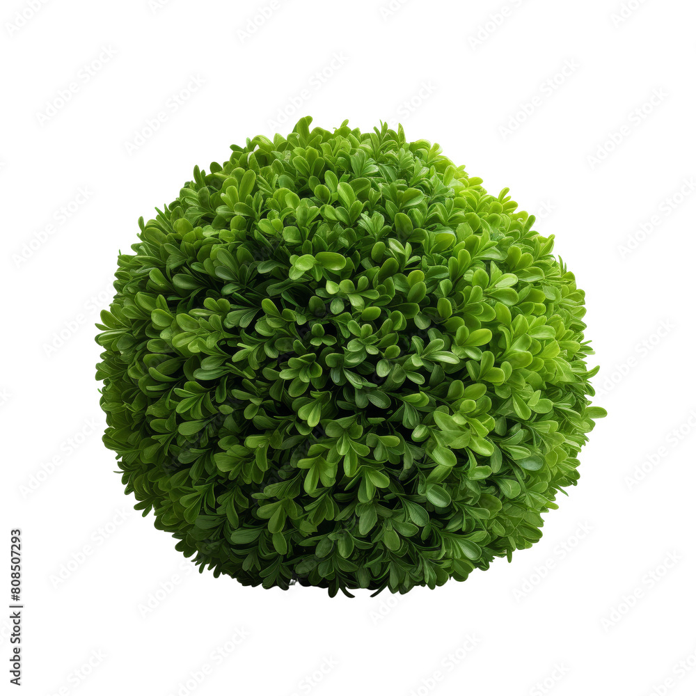Fototapeta premium A green round bush on a transparent background. 