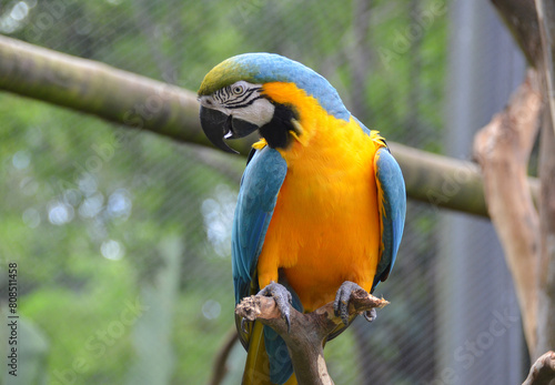 Blue and yellow macaw (Ara ararauna), also known as blue and golden macaw. Brazilian fauna photo