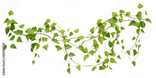 Wallpaper Mural PNG Plant leaf ivy freshness. Torontodigital.ca