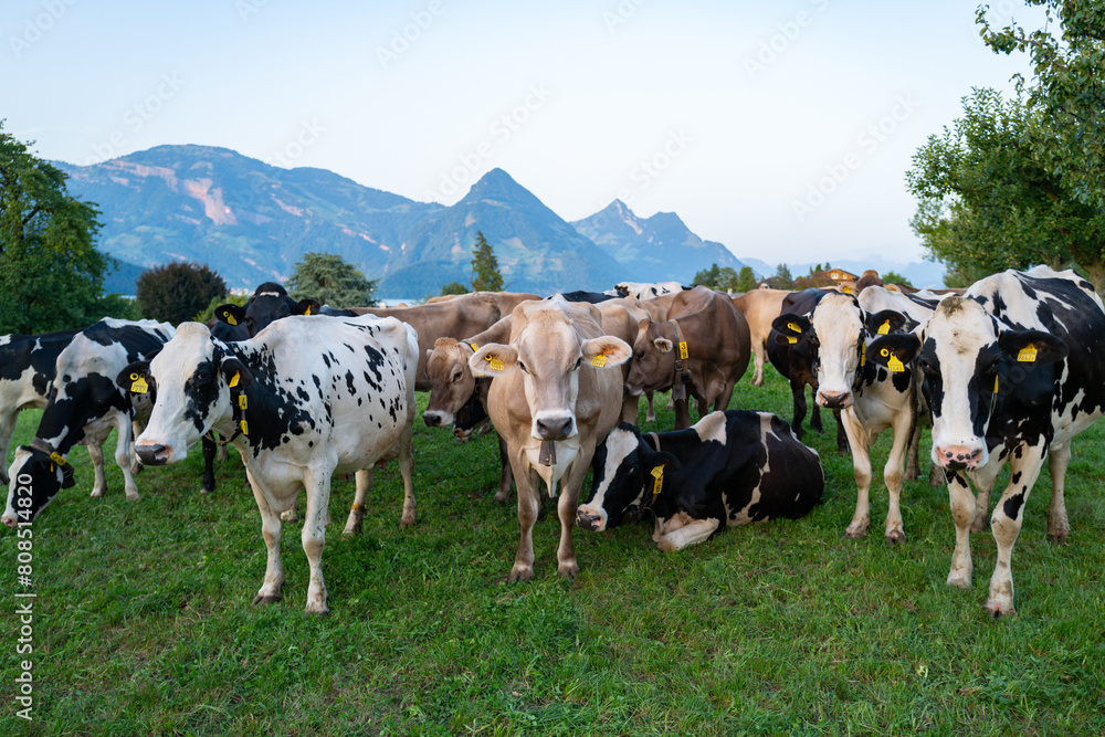 Cow on lawn. Cow grazing on green meadow. Holstein cow. Eco farming. Cows in a mountain field. Cows on a summer pasture. Idyllic landscape with herd of cow grazing on green field with fresh grass.