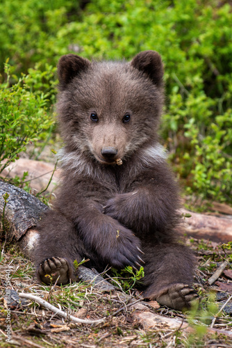 Young brown bear cub in the forest. Animal in the nature habitat