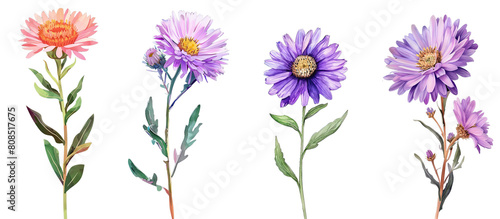 Collection of Aster flower single stem clipart watercolor isolated on transparent or white backgroud png cutout clipping path