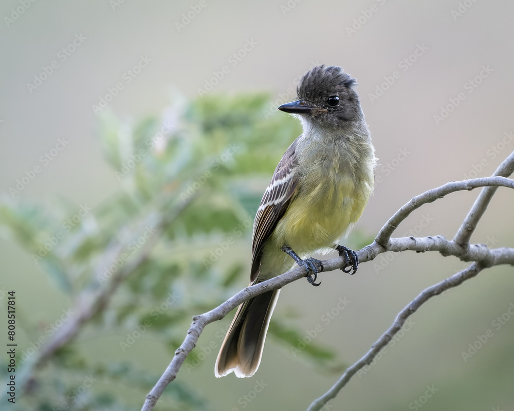 Obraz premium Myiarchus apicalis