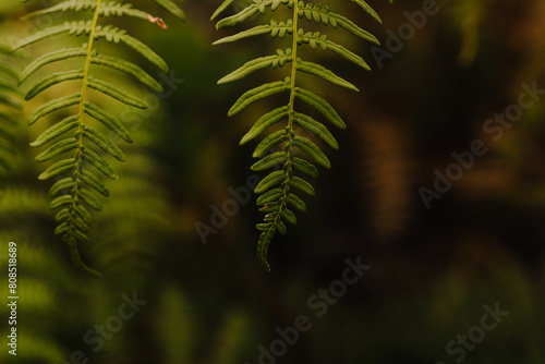 fern leaf in the forest