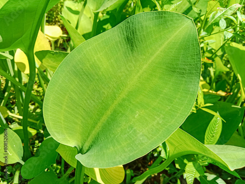 Genjer or eceng (Limnocharis flava) is a species of aquatic flowering plant. Commonly known as yellow velvetleaf, sawah flower rush, and sawah lettuce. Green leaves in the morning sun.  photo