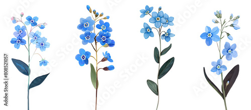 Collection of Forget-me-not flower single stem clipart watercolor isolated on transparent or white backgroud png cutout clipping path photo