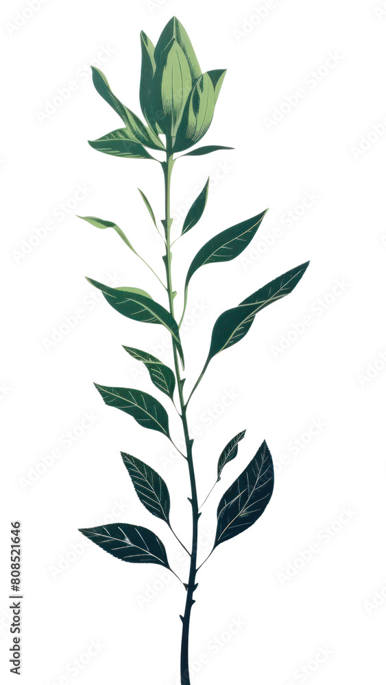 Fototapeta premium PNG A Magnolia nature plant herbs.