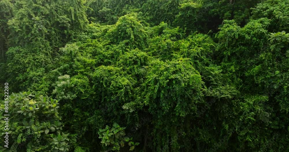 Tropical green rainforest, 4K Aerial drone top view shot Tropical green rainforest, 4K Aerial drone top view shot