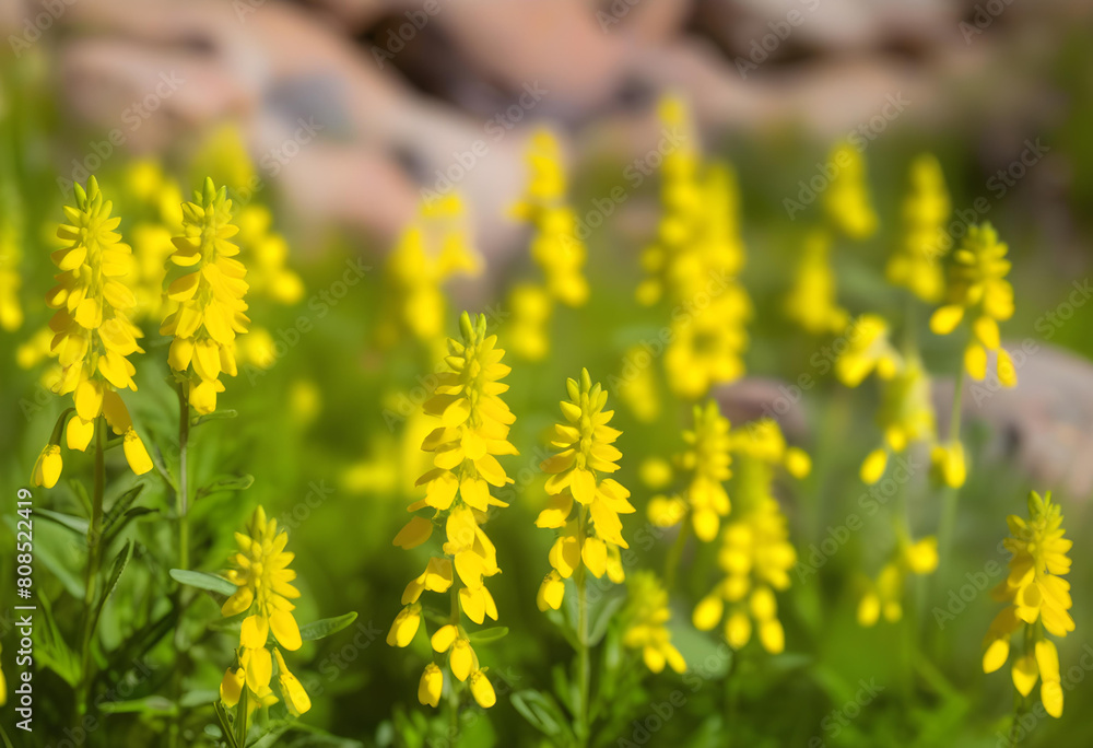 Fototapeta premium A field of yellow wildflowers with mountains in the background