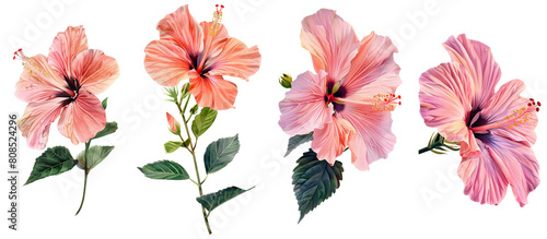 Collection of Hibiscus flower single stem clipart watercolor isolated on transparent or white backgroud png cutout clipping path