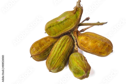 Ice cream beans. or known as snow fruit. Balinese people calld buah salju. isolated white background photo