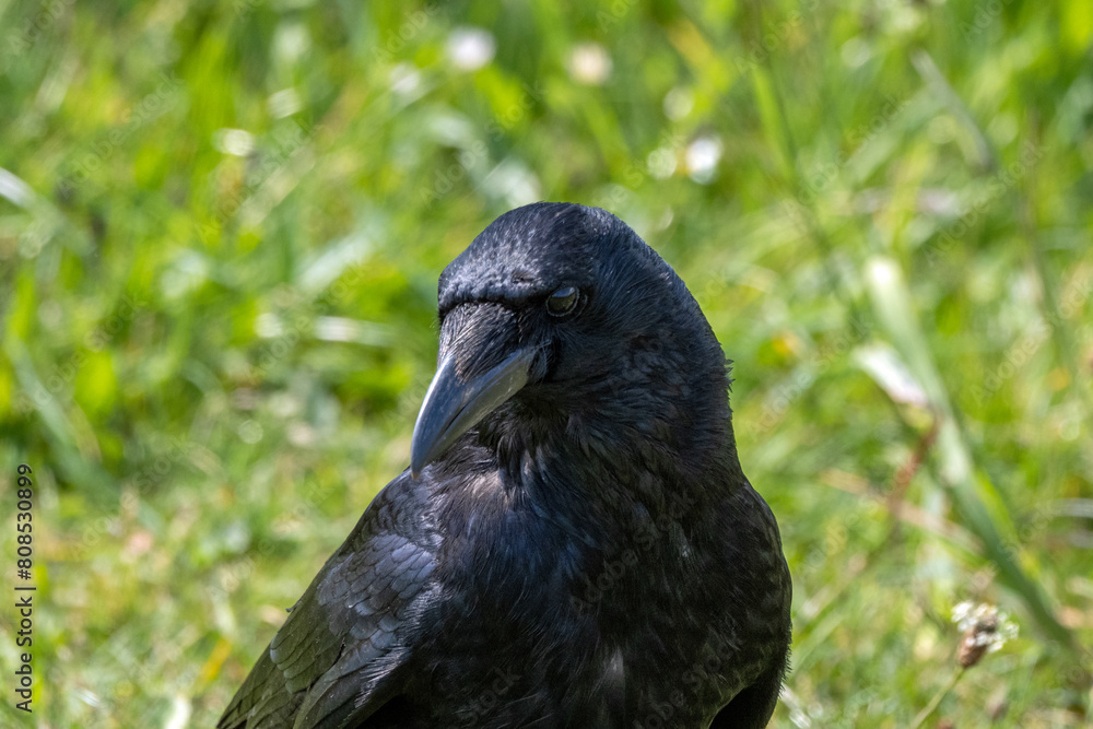 A close-up image of a black crow walking in a grass field looking for food on a sunny spring day. A close-up image of a black crow walking in a grass field looking for food on a sunny spring day.