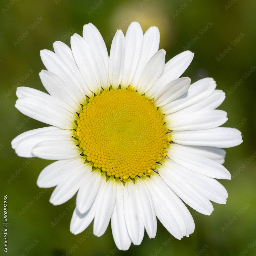 Fototapeta premium A close-up macro image of a daisy with white petals
