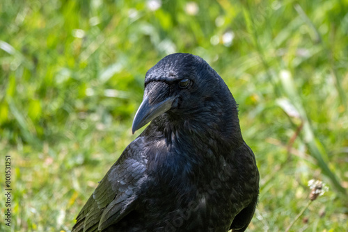 A close-up image of a black crow walking in a grass field looking for food on a sunny spring day.
