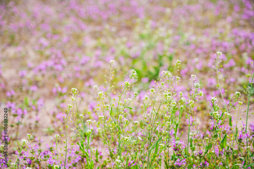 春の野に咲くペンペン草 春の野に咲くペンペン草