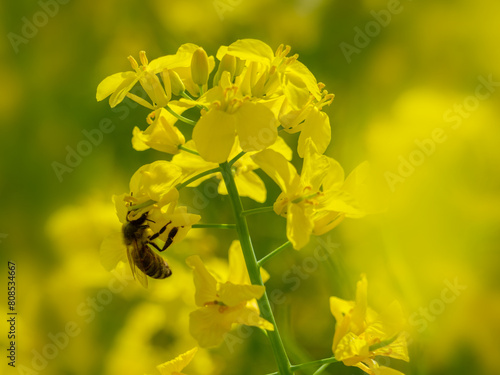 Kwitnienie rzepaku. Pszczoła. © Janusz Lipiński