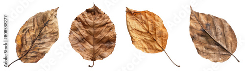 Set of dry leaves, png collection, transparent background
