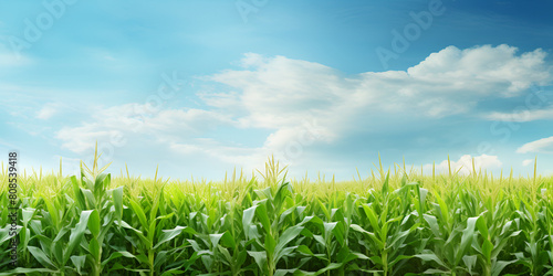 Beautiful corn field with sky and clouds with greenery Sustainability Soil Organic Planting under the blue sky background 