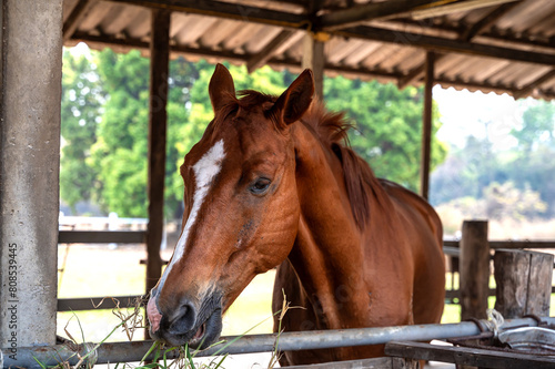 Breeding horse staying in ranch, animal husbandry concept