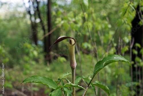 Arisaema triphyllum アリサエマ・トリフィルム アリサエマ トリフィルム photo