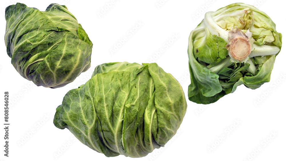 Obraz premium キャベツの切り抜き素材／cabbage cutout material／양배추 자르기 소재