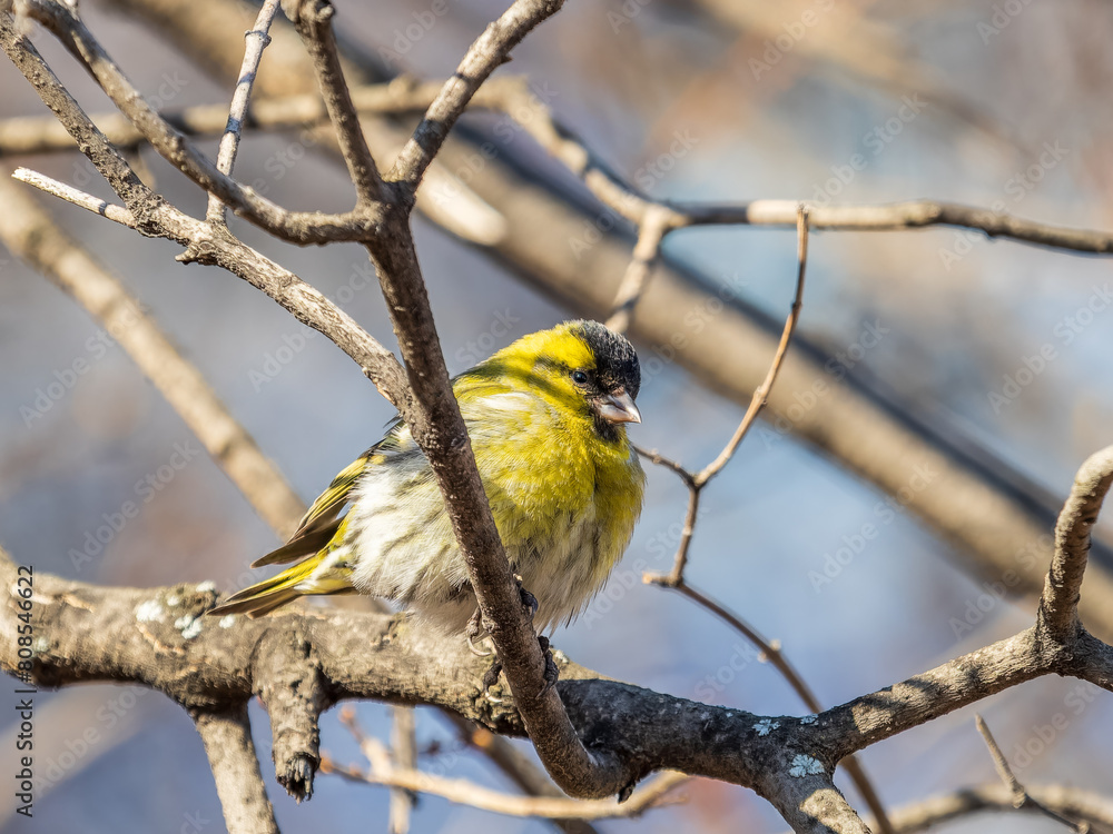 Eurasian siskin male, latin name spinus spinus, sitting on branch of tree. Cute little yellow songbird. Eurasian siskin male, latin name spinus spinus, sitting on branch of tree. Cute little yellow songbird.