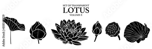 Set of isolated flower illustration in hand drawn style. Black silhouette of lotus on transparent background. Floral elements for coloring book, packaging or fragrance design. Volume 1.