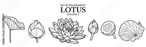 Set of isolated flower illustration in hand drawn style. Lotus in Black outline and white plane on transparent background. Floral elements for coloring book  packaging or fragrance design. Volume 1.