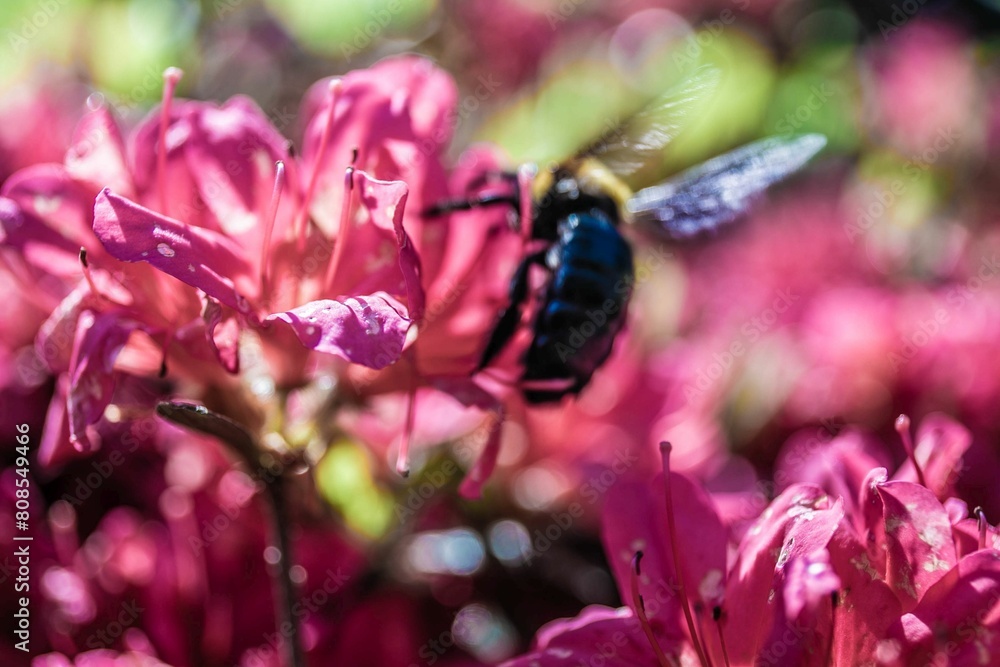 Fototapeta premium 塩船観音