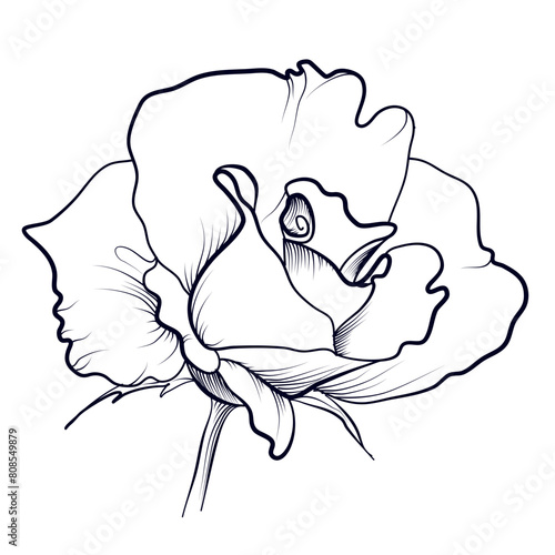 hand drawing of a rose flower vector