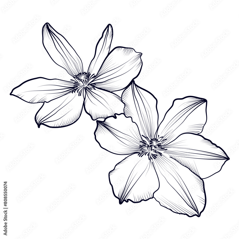 Obraz premium black and white hand drawing of a clematis flower vector